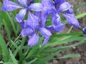 Siberian Iris
Picture # 3068
